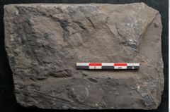 Foto (Detailansicht) von Pecopteris permaeformis Brongniart (NHMW-GEO-2024-0188-10926)